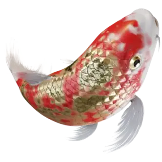 Zhong-Guo-Long-2-Koi-400x400px